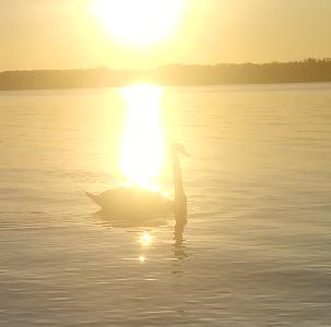 Bild "Innere Balance:Schwan_im_See.jpg"